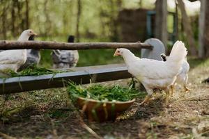 jong kippen en hanen eten biologisch voeden van voeders Aan een groen boerderij in natuur zonder Chemicaliën of pesticiden voor de Gezondheid van de vogelstand foto