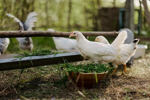 jong kippen en hanen eten biologisch voeden van voeders Aan een groen boerderij in natuur zonder Chemicaliën of pesticiden voor de Gezondheid van de vogelstand foto