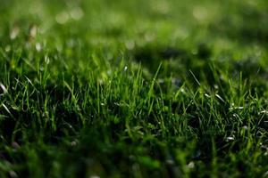 visie van jong groen gras in een park, genomen detailopname met een mooi vervaging van de achtergrond. screensaver foto