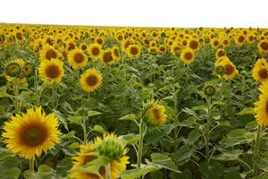 helder geel zonnebloem bloem agrarisch veld- kleur beeld foto