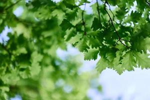 de voorjaar natuur van de groot boom in de eik Woud, jong groen bladeren Aan de takken foto