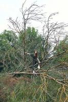vrouw in sportschoenen is staand Aan een gebroken boom in de Woud en vervelend een groen jumpsuit foto