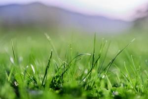 vers voorjaar gazon groen gras groeit in een weide foto