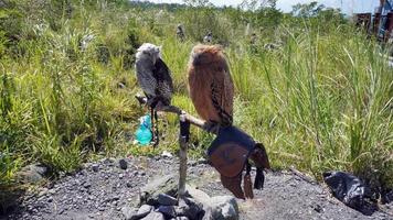 uilen in de toerist Oppervlakte van yogakarta, Indonesië foto