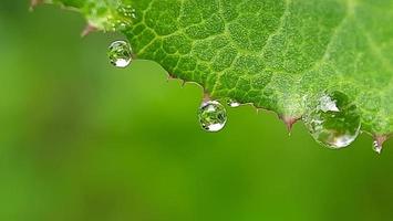 groen gras met dauw in de tuin. foto