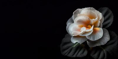 donker camelia in zwart achtergrond ai gegenereerd foto