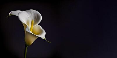 donker calla lilly bloem in zwart achtergrond ai gegenereerd foto