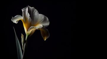 donker canna bloem in zwart achtergrond ai gegenereerd foto