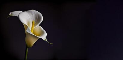 donker calla lilly bloem in zwart achtergrond ai gegenereerd foto