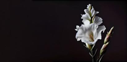 donker wit leeuwenbek bloem in zwart achtergrondgeluid foto