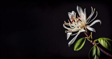 donker wit kamperfoelie bloem in zwart achtergrond met kopiëren ruimte ai gegenereerd foto