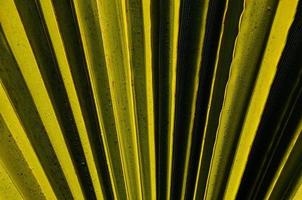 detail van een palm blad foto