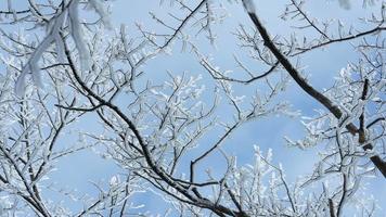 de bevroren winter visie met de Woud en bomen gedekt door de ijs en wit sneeuw foto