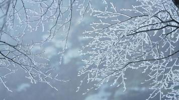 de bevroren winter visie met de Woud en bomen gedekt door de ijs en wit sneeuw foto