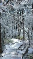 de mooi bevroren bergen visie bedekken door de wit sneeuw en ijs in winter foto