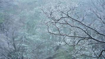 de bevroren winter visie met de Woud en bomen gedekt door de ijs en wit sneeuw foto