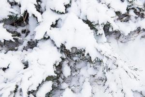 boom gedekt met sneeuw in winter foto