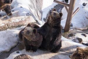 bruin beer, ursus arctos zit Aan de sneeuw foto