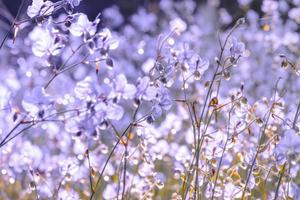 wazig, paarse bloem bloesem op veld. mooie groei en bloemen op weide die 's ochtends bloeien, selectieve focus natuur op bokeh achtergrond, vintage stijl foto