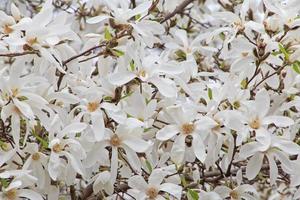 dichtbij omhoog van wit magnolia boom bloesem foto