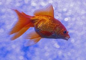 dichtbij omhoog van gouden vis in aquarium foto