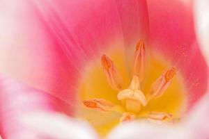 close up van roze tulp foto