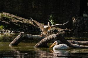 pelikaan zit Aan een log en is verwarmde in de zon foto