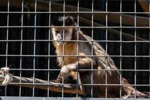 de aap zit in een kooi van de dierentuin foto