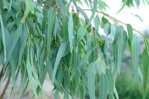 eucalyptusboom op natuur buiten achtergrond foto