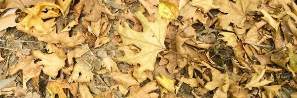 gestructureerde achtergrond van droge verdorde gevallen herfstbladeren van esdoorns foto