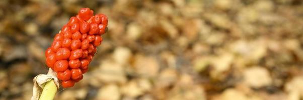 aronskelk plant met rijpe rode bessen in het bos foto