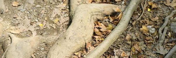 kale wortels van bomen die in de herfst uit de grond steken in rotswanden foto