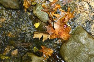 stapel natte gevallen herfst esdoorn bladeren in het water en rotsen foto