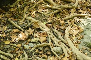 kale wortels van bomen die in de herfst uit de grond steken in rotswanden en gevallen bladeren foto