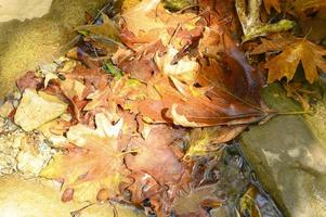 stapel natte gevallen herfst esdoorn bladeren in het water en rotsen