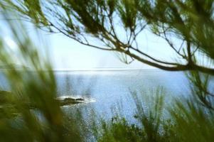 zeegezicht uitzicht door de dennen tak en groene struiken foto