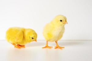 twee schattige kleine kleine pasgeboren gele kuikens op witte achtergrond foto