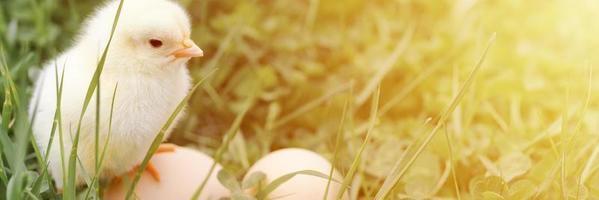 schattig klein klein pasgeboren geel babykuiken en drie eieren van de kippenboer in het groene gras foto