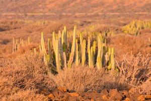 cactus in de woestijn foto