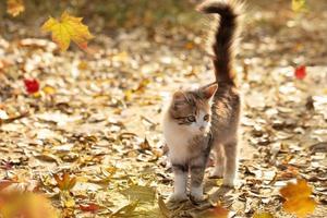 grappig katje met een pluizig staart Aan een herfst achtergrond foto