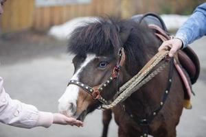 hand- strelen een pony paard.de eigenaar en de paard. foto