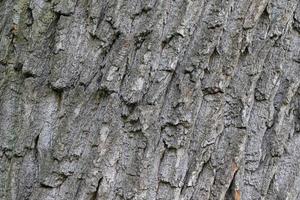 de schors van een oud boom. de structuur van de groeit eik. foto