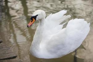 wit zwaan in de wild. een mooi zwaan zwemt in de meer. foto