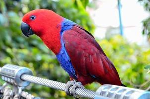 blauw en rood papegaai foto