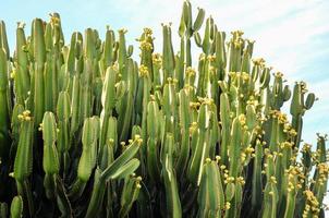 cactussen met geel bloemen foto