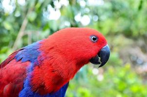 blauw en rood papegaai foto