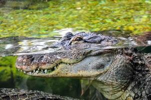 detailopname van een alligator foto