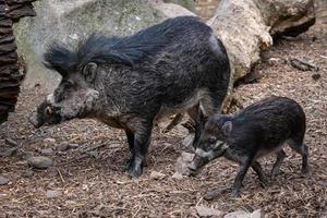 bijzonder visayan wrattig varken, sus cebifrons negrinus foto