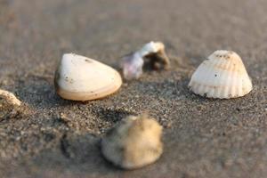 zeeschelp Aan de strand. selectief focus. Ondiep diepte van veld. foto