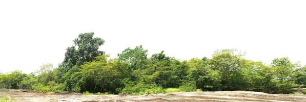 panorama boom Woud Aan berg rots isoleren Aan wit achtergrond foto